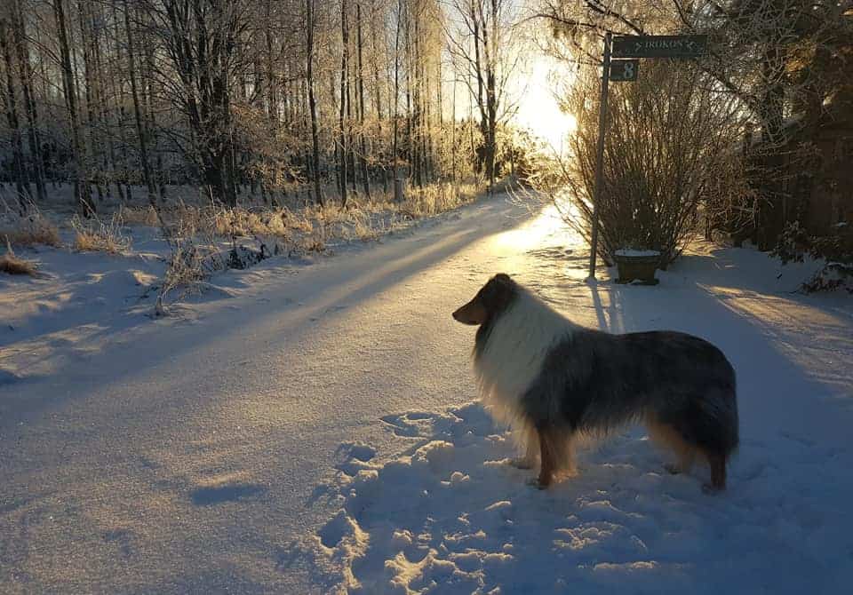 Pitkäkarvainen collie lumisella pikkutiellä, aurinko suodattuu puiden välistä koiran takana