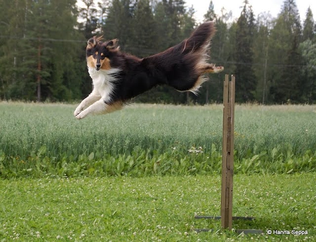 Pitkäkarvainen collie hyppää yli lautarsteen